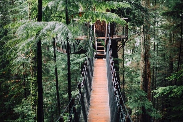 Puente en el bosque de Canadá